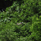 TOP RC Mini Spitfire 450mm RTF - Camo